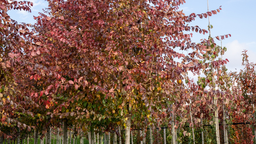 Ulmus 'Frontier' hochstämmig