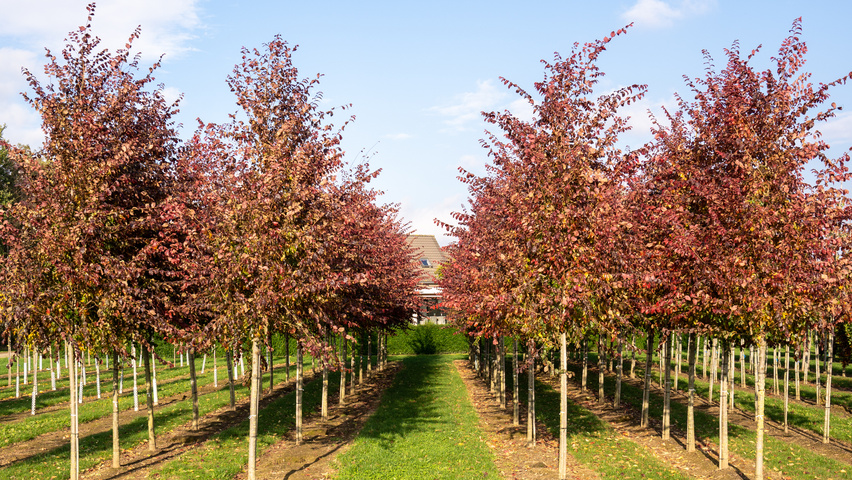 Ulmus 'Frontier' hochstämmig