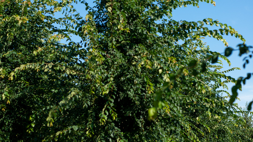 Ulmus 'Frontier' hochstämmig