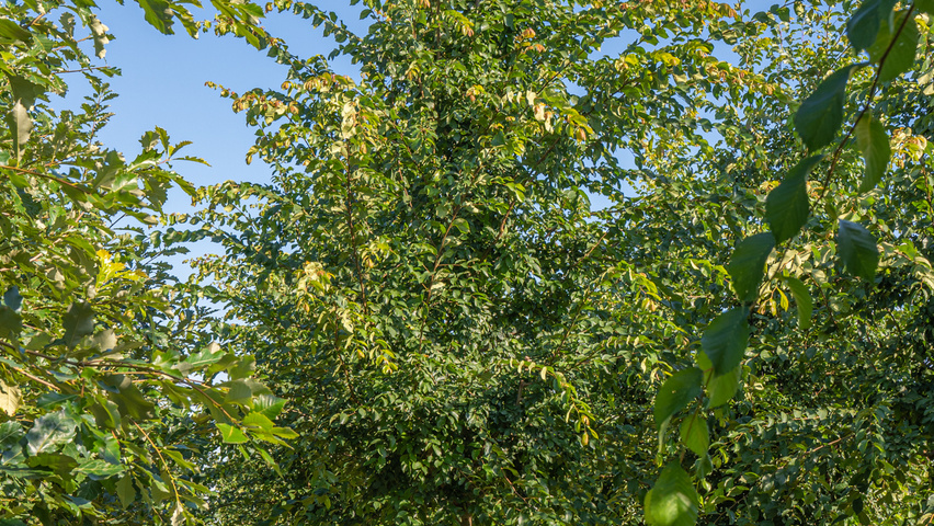 Ulmus 'Frontier' hochstämmig