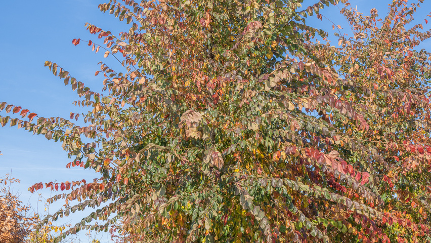 Ulmus 'Frontier' hochstämmig