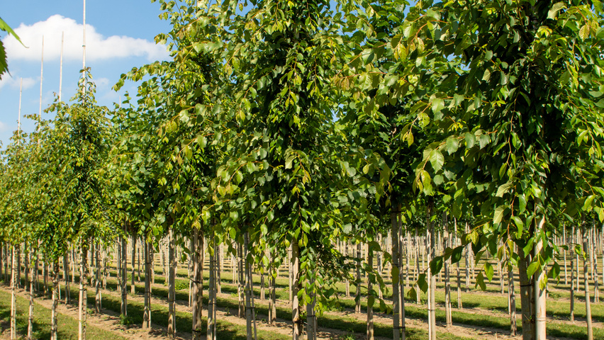 Ulmus 'Frontier' hochstämmig