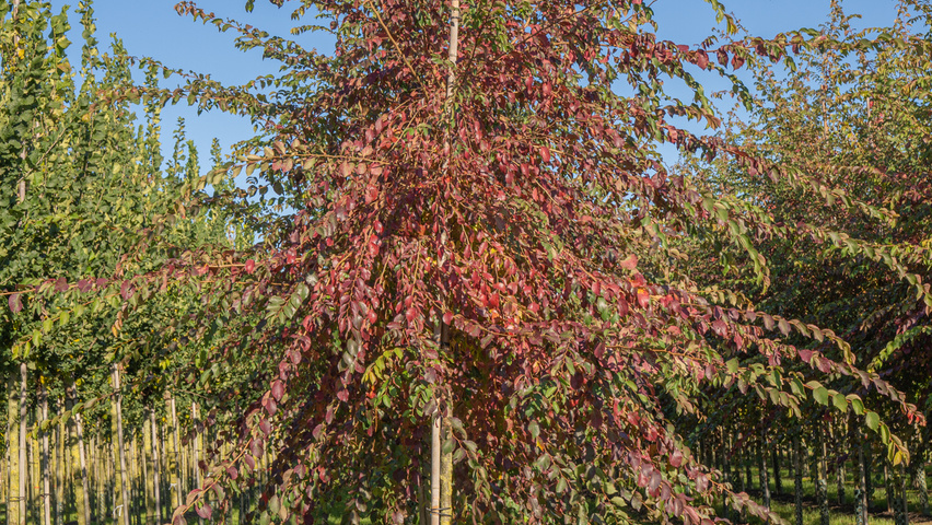 Ulmus 'Frontier' hochstämmig