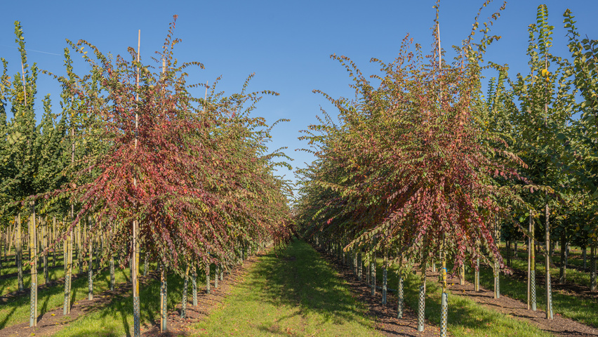 Ulmus 'Frontier' hochstämmig