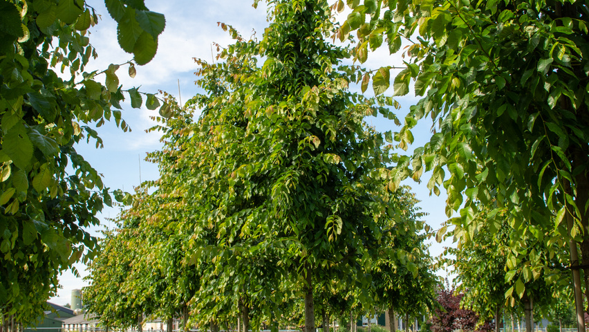 Ulmus 'Frontier' hochstämmig