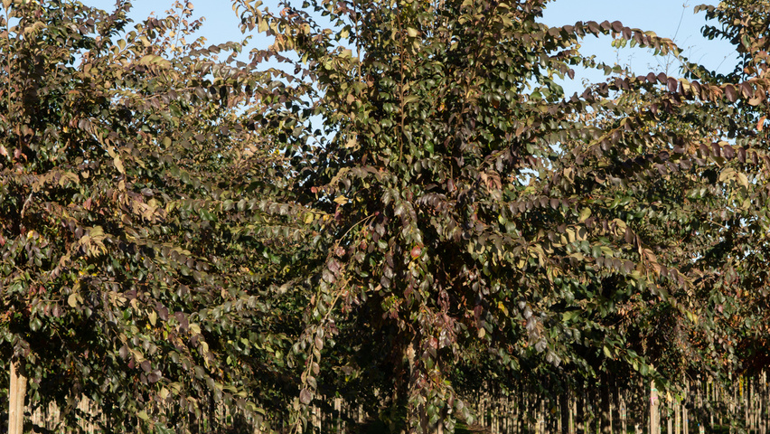 Ulmus 'Frontier' hochstämmig