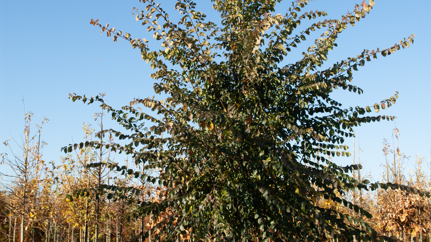 Ulmus 'Frontier' hochstämmig
