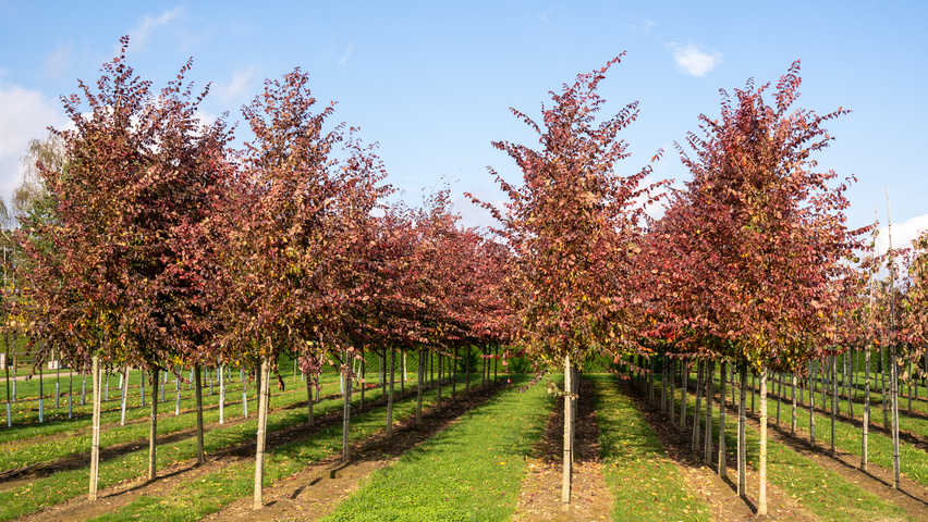 Ulmus 'Frontier' hochstämmig