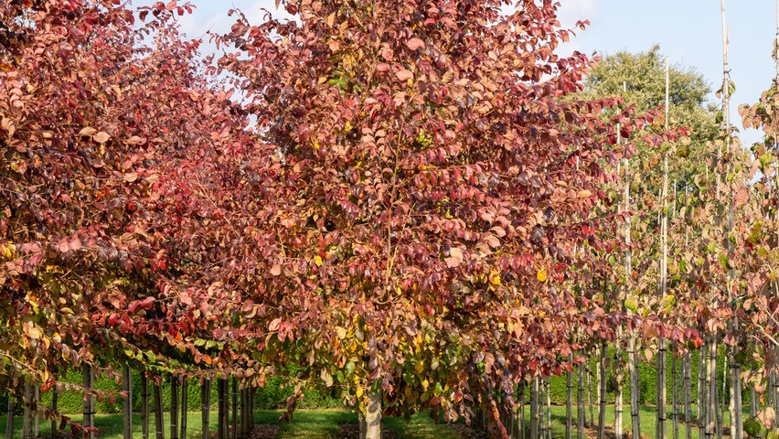 Ulmus 'Frontier' hochstämmig