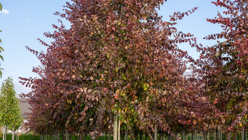 Ulmus 'Frontier' hochstämmig