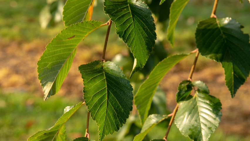 Ulmus 'Frontier' Blatt
