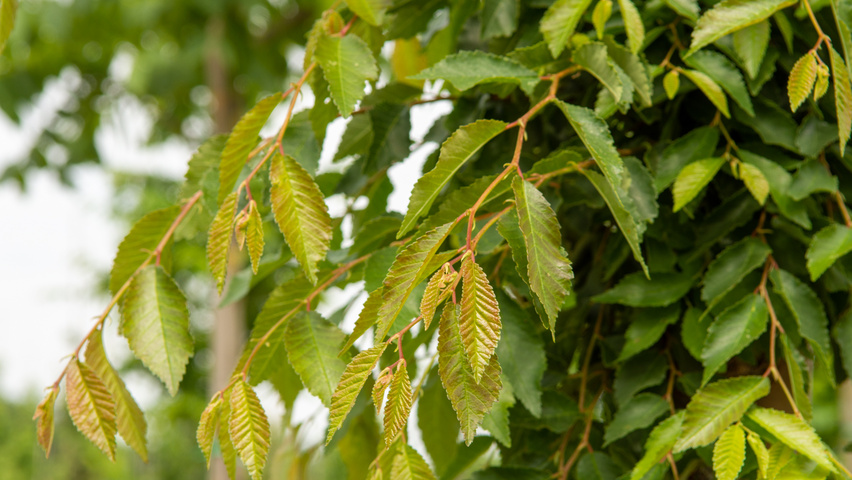 Ulmus 'Frontier' Blatt