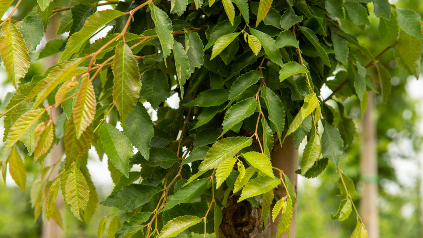 Ulmus 'Frontier' Blatt