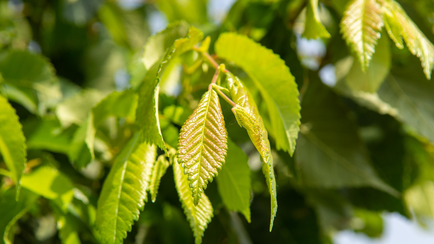 Ulmus 'Frontier' Blatt
