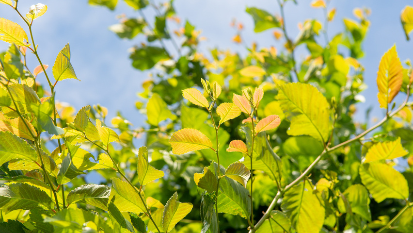Ulmus 'Frontier' Blatt