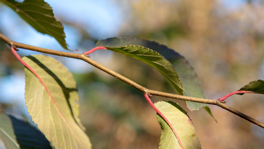 Ulmus 'Frontier' Zweige