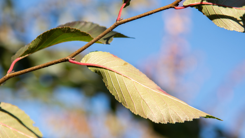 Ulmus 'Frontier' Zweige
