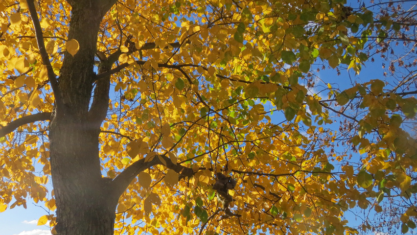 Ulmus glabra feuilles automnale