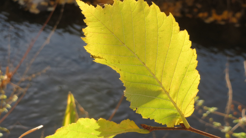 Ulmus glabra feuilles automnale