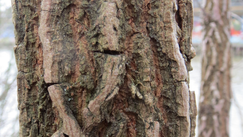 Ulmus glabra tronc