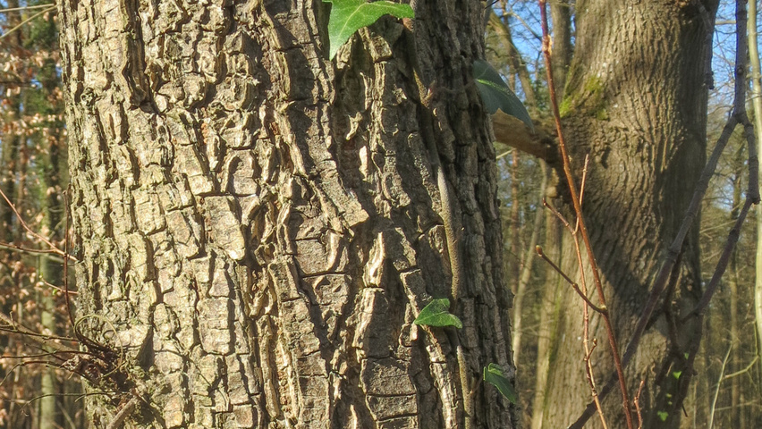 Ulmus glabra tronc