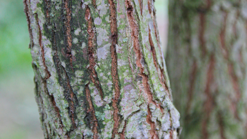 Ulmus glabra tronc