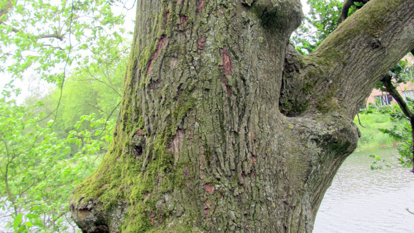 Ulmus glabra 'Exoniensis' кора