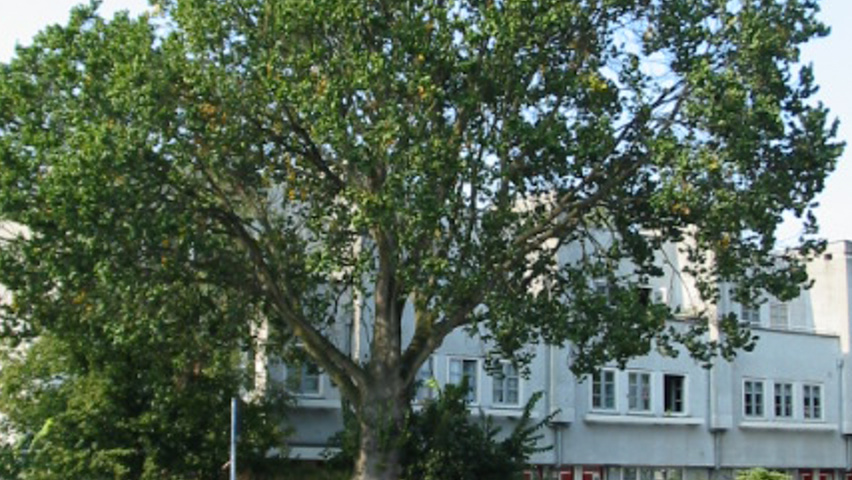 Ulmus glabra 'Exoniensis' Деревья с высоким стволом (стандарт)