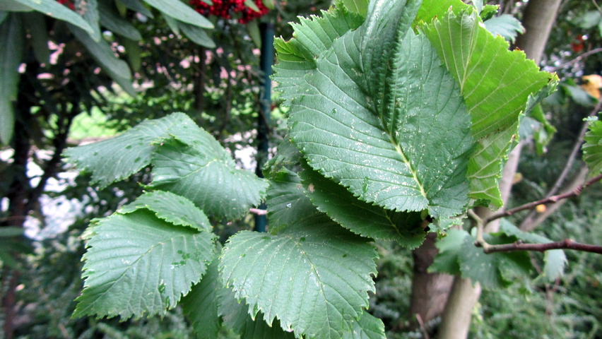 Ulmus glabra 'Exoniensis' листья