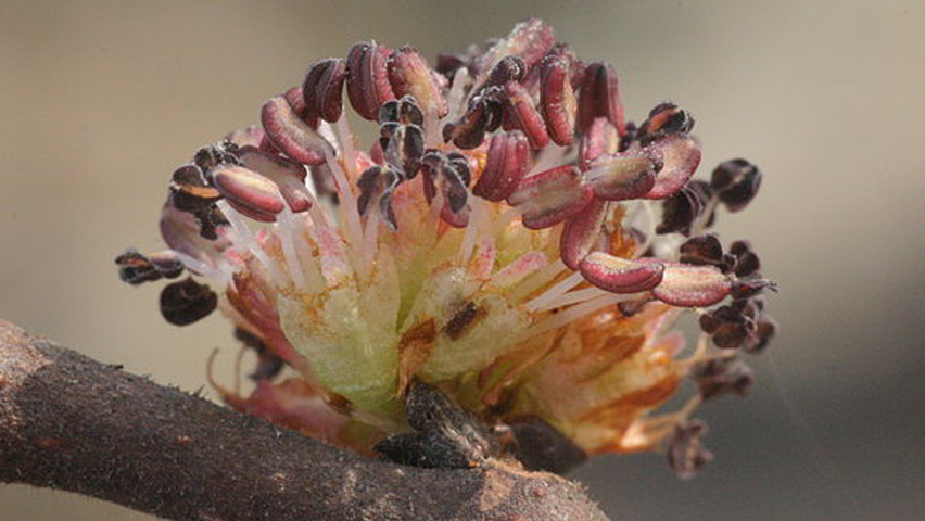 Ulmus glabra fleurs
