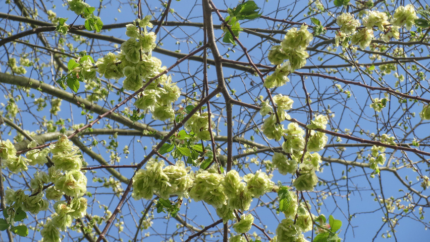 Ulmus glabra fruits