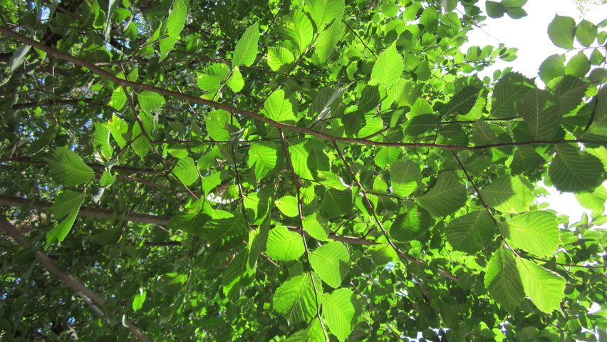 Ulmus glabra Feuilles