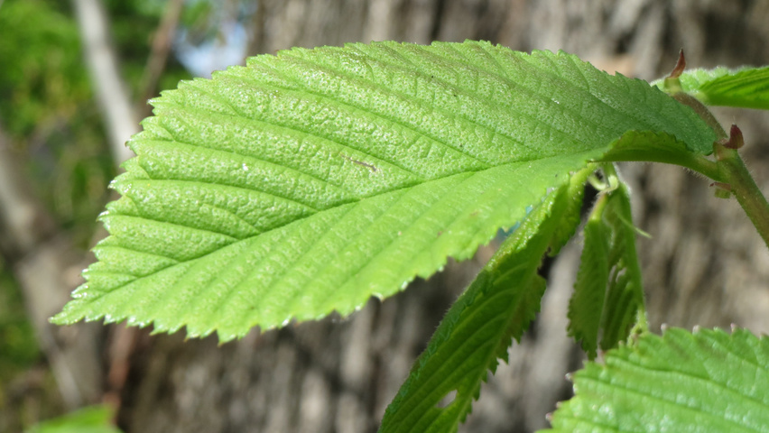 Ulmus glabra Feuilles