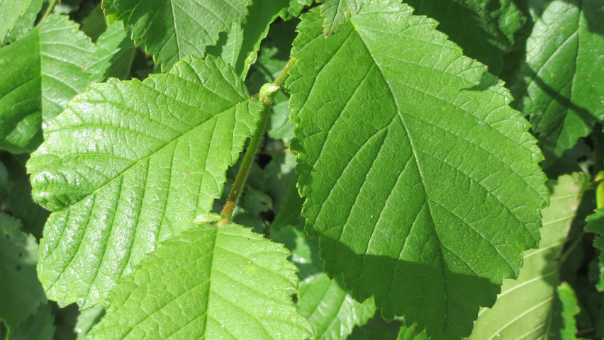 Ulmus glabra Feuilles