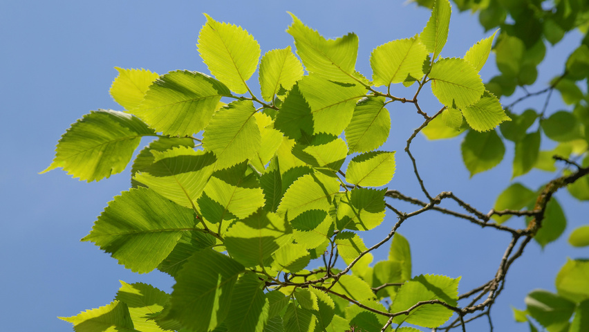 Ulmus glabra Feuilles