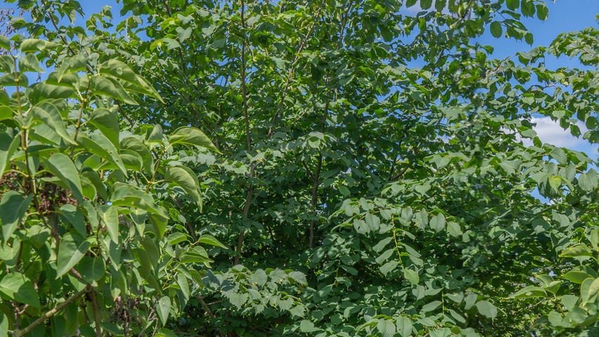 Ulmus glabra multi-troncs