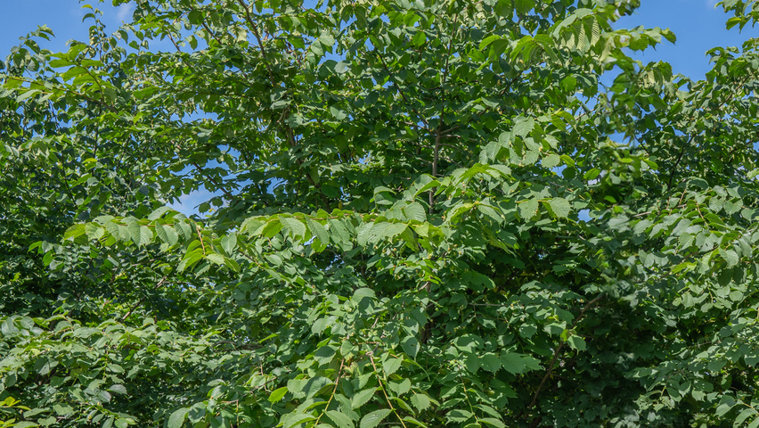 Ulmus glabra multi-troncs