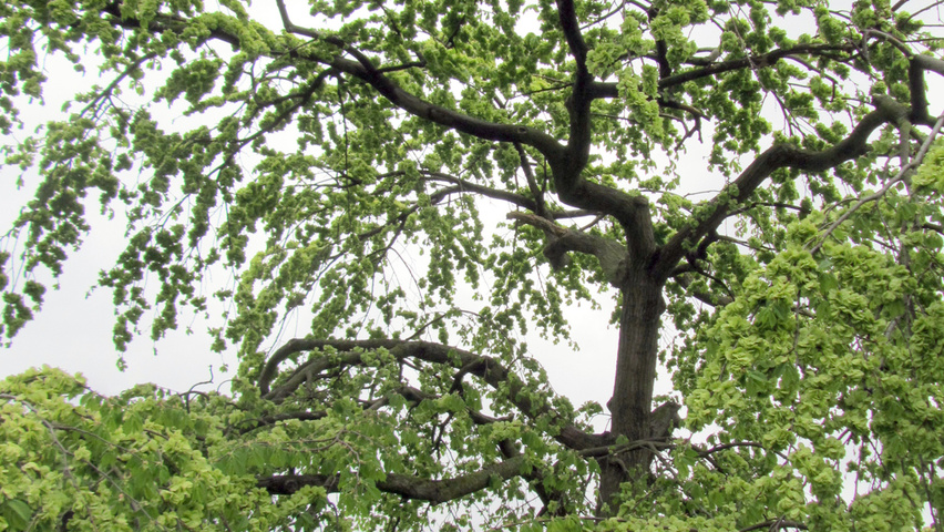 Ulmus glabra 'Pendula' charakteristische