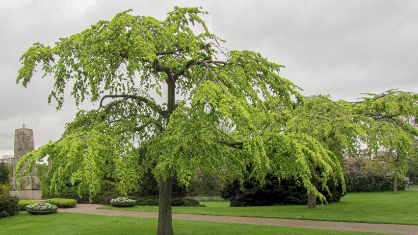 Ulmus glabra 'Pendula' charakteristische