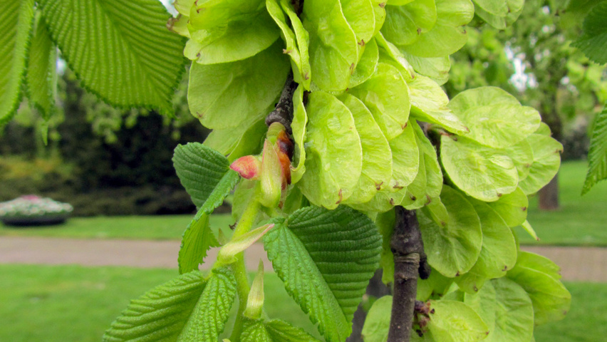 Ulmus glabra 'Pendula' Frucht
