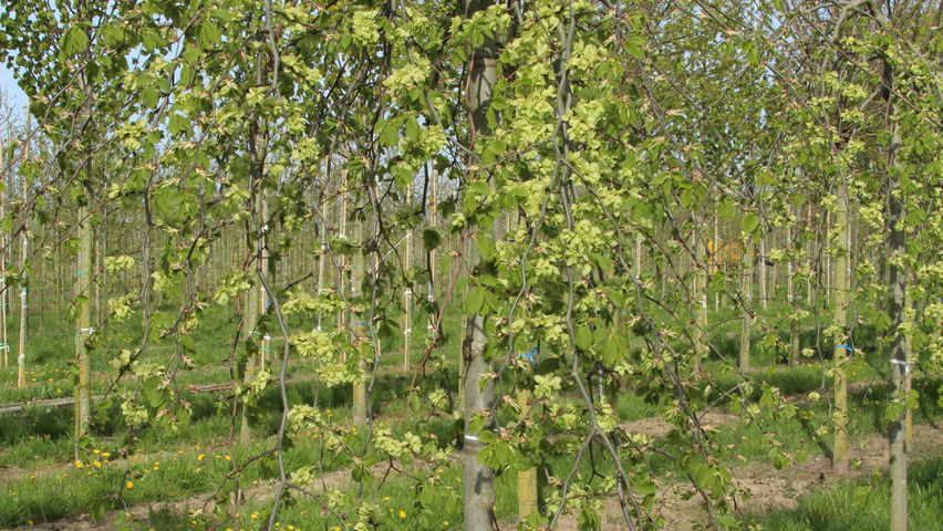 Ulmus glabra 'Pendula' hochstämmig