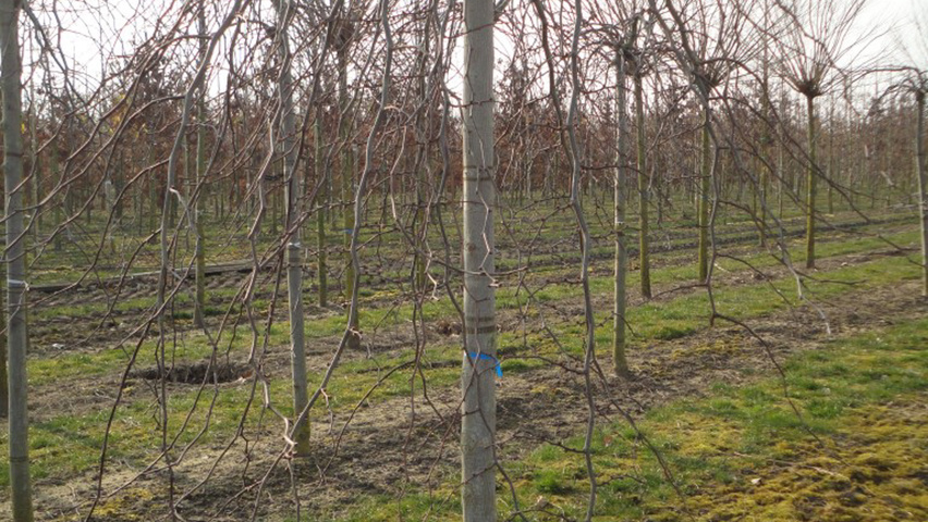 Ulmus glabra 'Pendula' hochstämmig