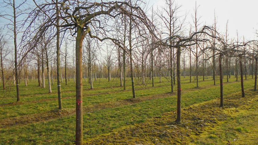Ulmus glabra 'Pendula' hochstämmig