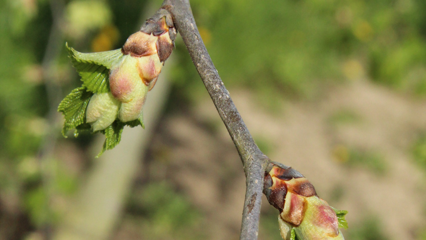 Ulmus glabra 'Pendula' Blatt