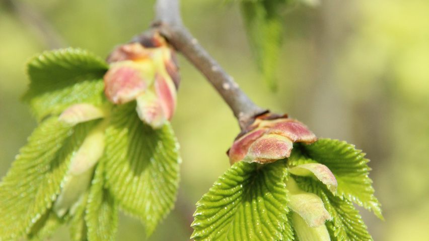 Ulmus glabra 'Pendula' Blatt
