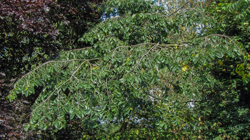 Ulmus glabra 'Pendula' Blatt