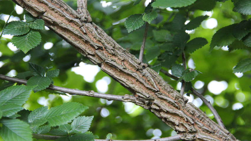 Ulmus glabra rameaux
