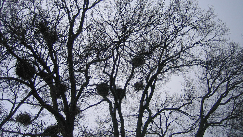 Ulmus glabra rameaux