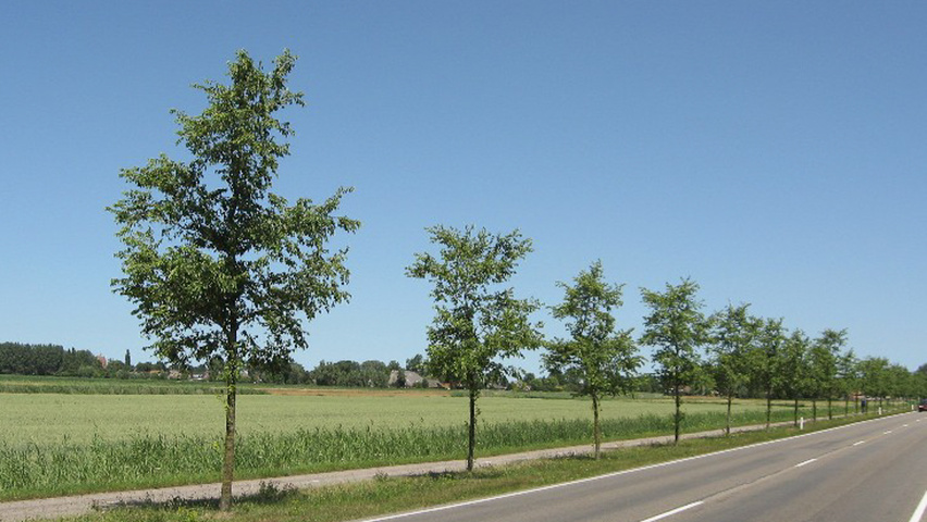 Ulmus 'Homestead' haute tige