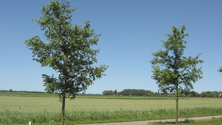 Ulmus 'Homestead' haute tige